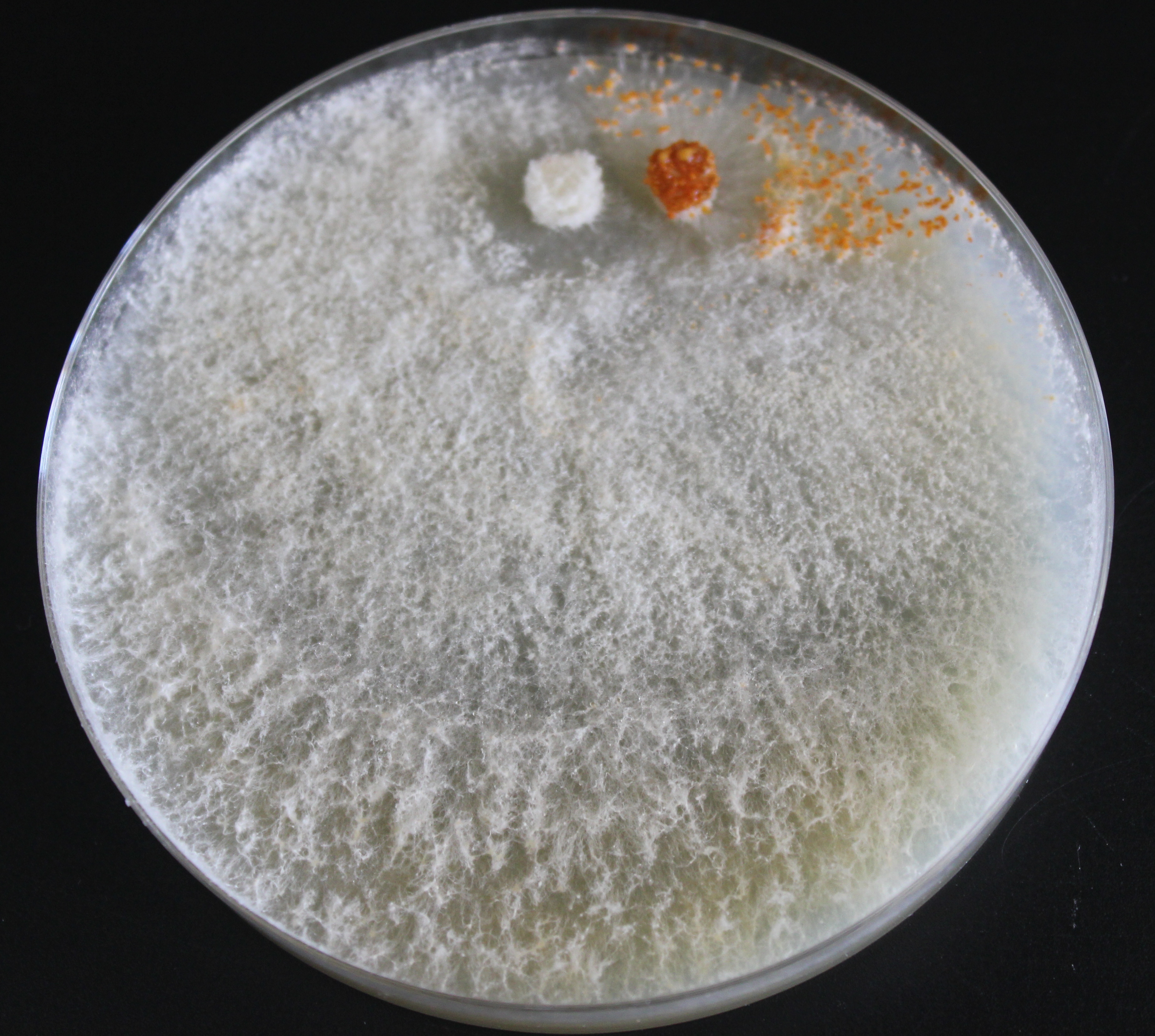 Cepa virulenta de Cryphonectria parasitica (color naranja) que al ser infectada por el hipovirus se está transformando en hipovirulenta.