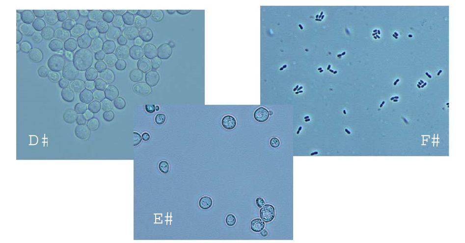  Imágenes de cultivos puros de levaduras y bacterias lácticas de la CCAS.