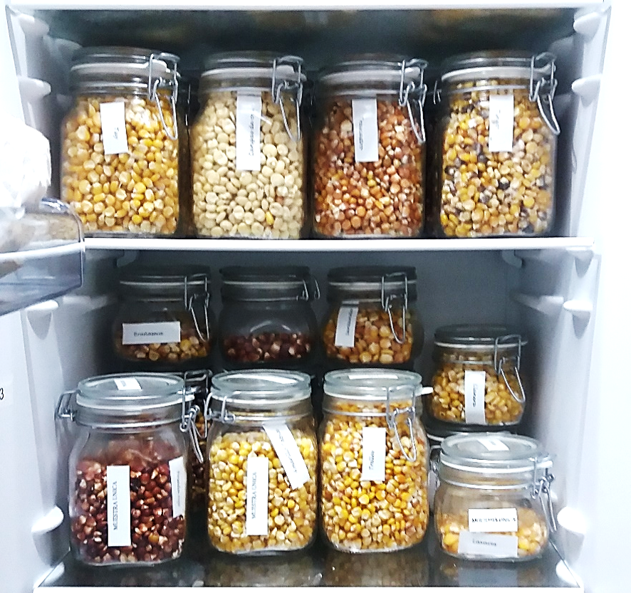 Semillas de varios tipos de maíz guardados en el SERIDA.