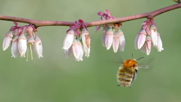 Los abejorros y la polinización del arándano