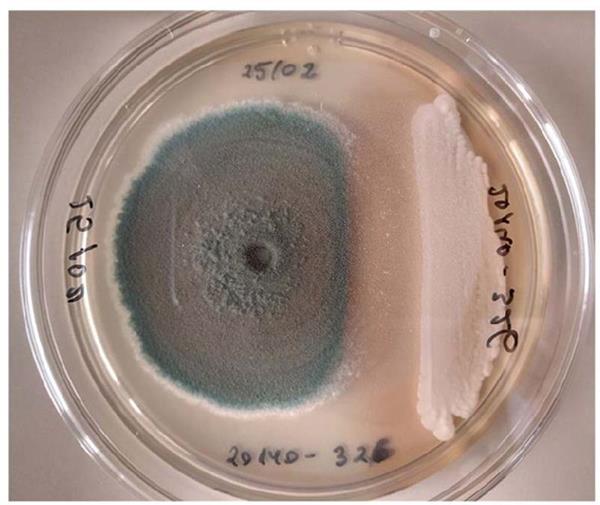 Metschnikowia pulcherrima